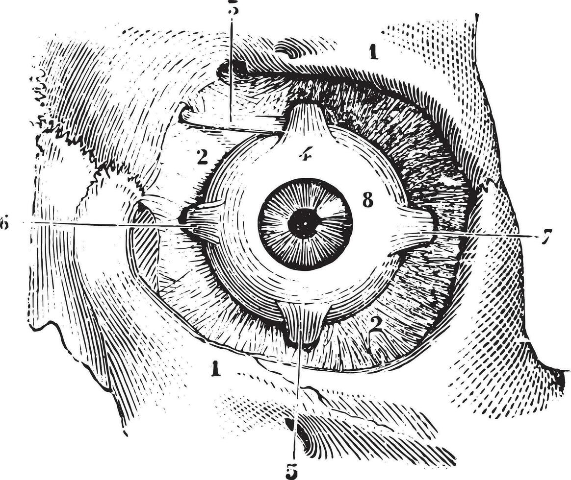 ojo músculos y fascia orbitofrontal palpebra ojo, Clásico grabado. vector