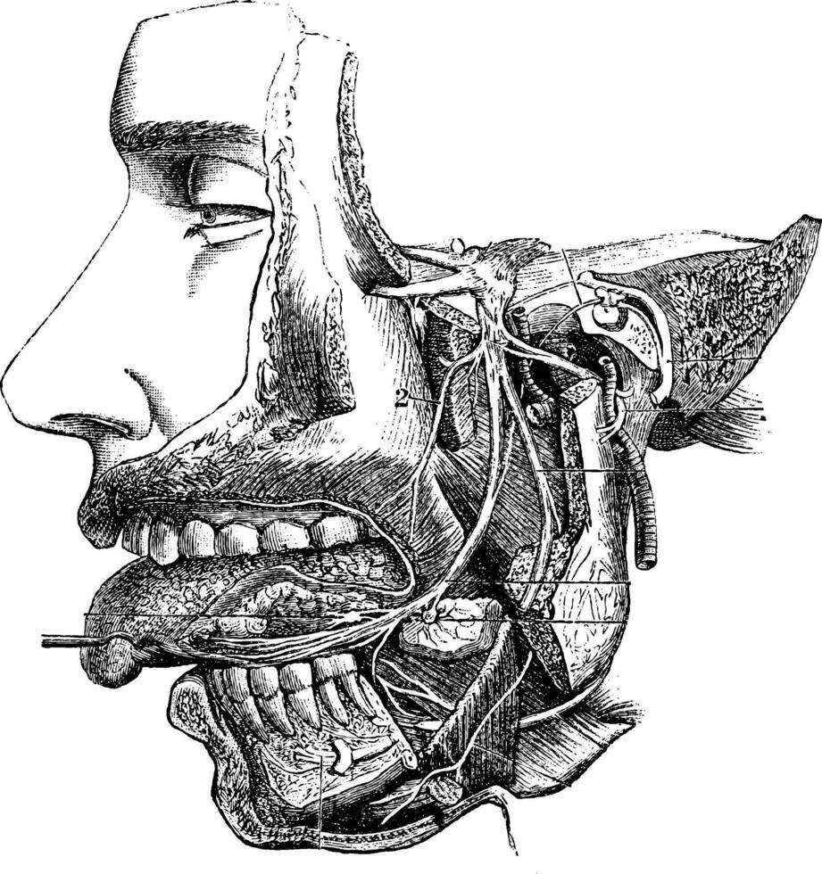 Inferior maxillary nerve and its branches, vintage engraving. vector