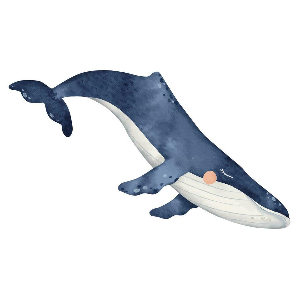 Blue whale, Cute baby cetaceans fish, Realistic underwater animal art. Hand drawn watercolor illustration of sea mammal. Tropical fish for nursery, wall sticker, card, banner, postcard, fabric vector