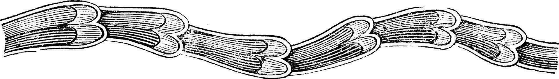 Longitudinal section showing a lymphatic valves, vintage engravi vector