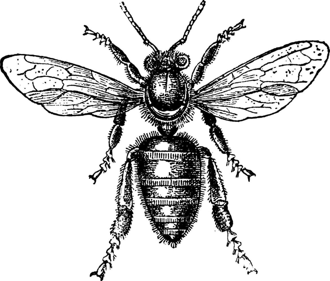 Worker Bee, vintage engraving. vector