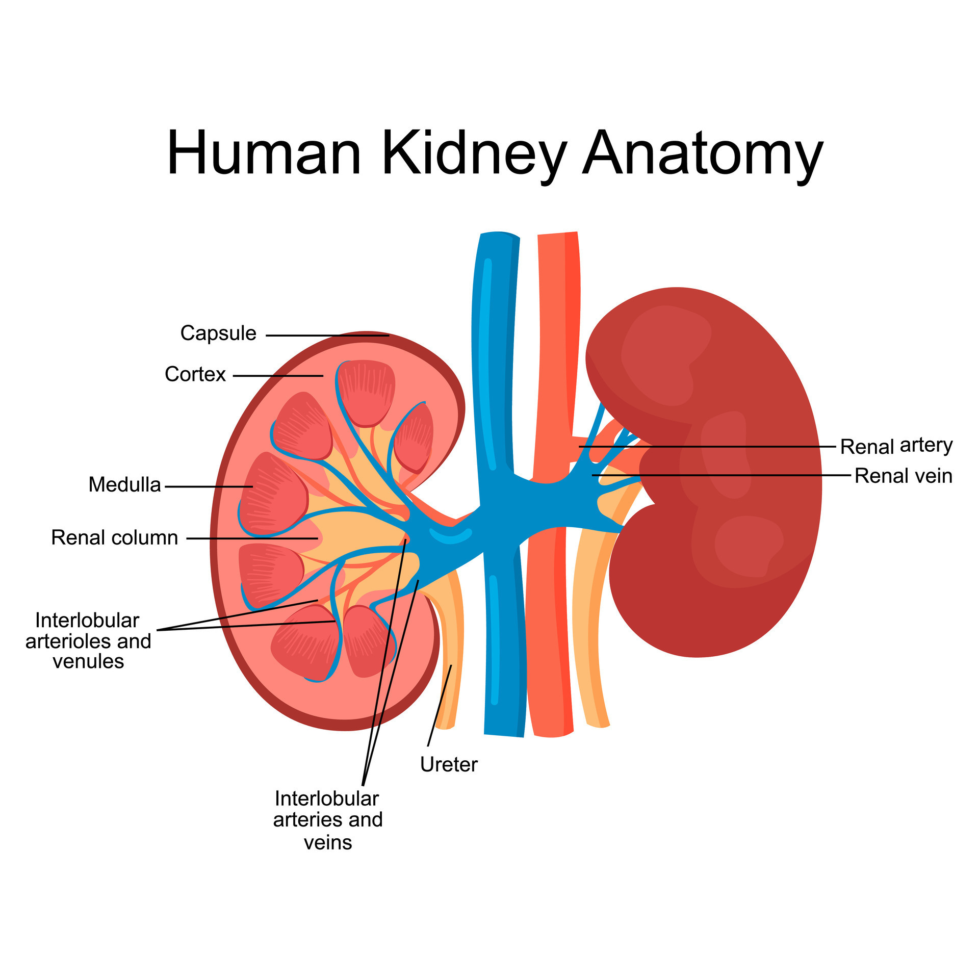 Structure diagram showing human kidney anatomy 35390463 Vector Art at ... Biology Diagrams