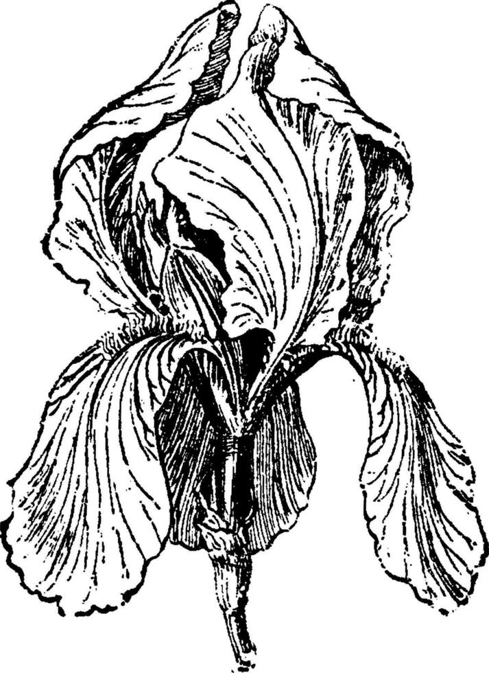 White Iris or Iris albicans, vintage engraving vector