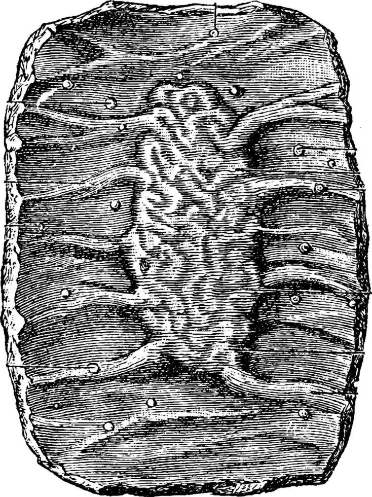 Section of a Portion of the Small Intestine showing a Peyer's Pa vector
