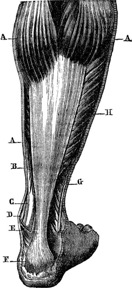 Posterior region of the leg. AA 'twin B. flexor digitorum. C. the tibialis posterior tendon. D. medial malleolus. E. Achilles tendon, F. insertion of the Achilles tendon at the calcaneus. G. peroneal neck. H. soleus, vintage engraving. vector