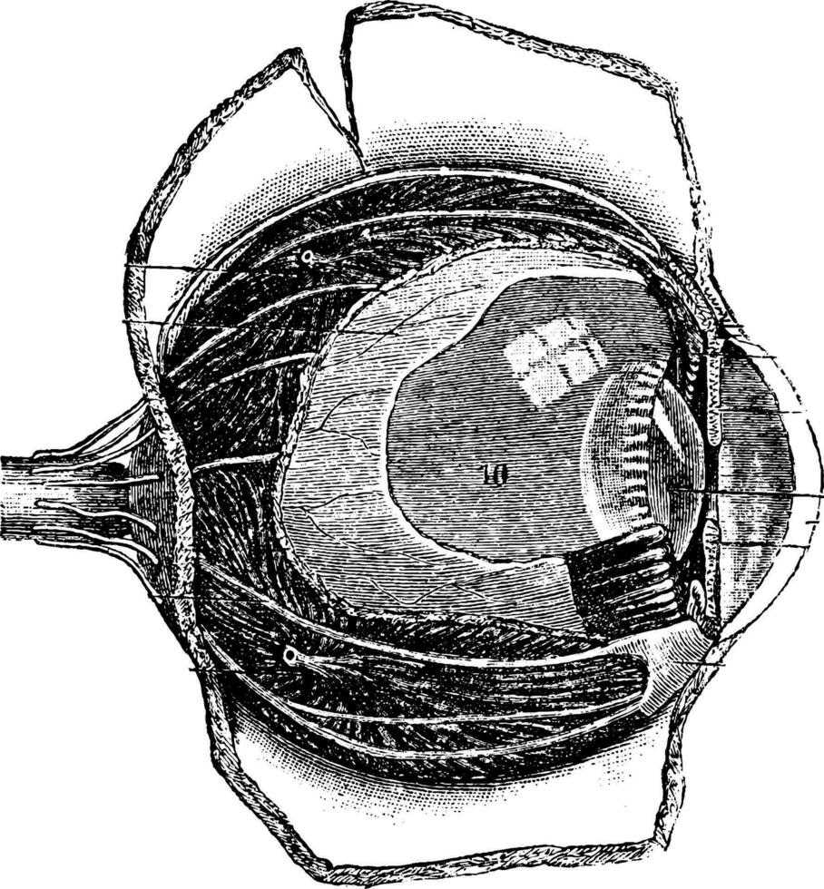 anteroposterior sección de el humano ojo, Clásico grabado vector