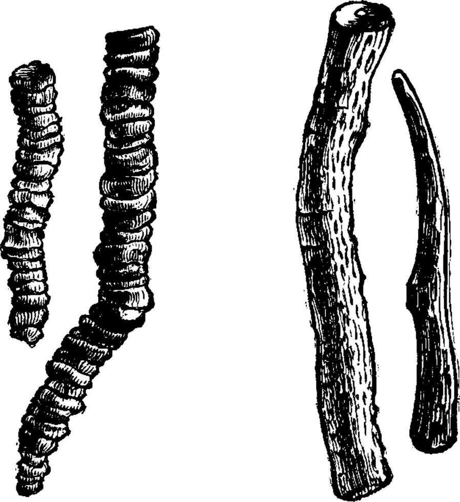 Ipecacuanha or Carapichea ipecacuanha, vintage engraving vector