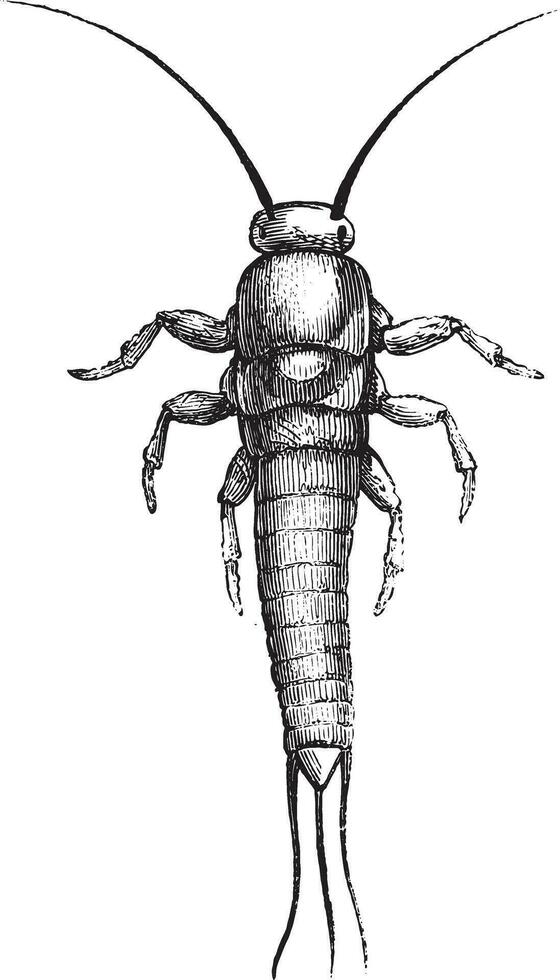 Silverfish or Lepisma saccharina. vector