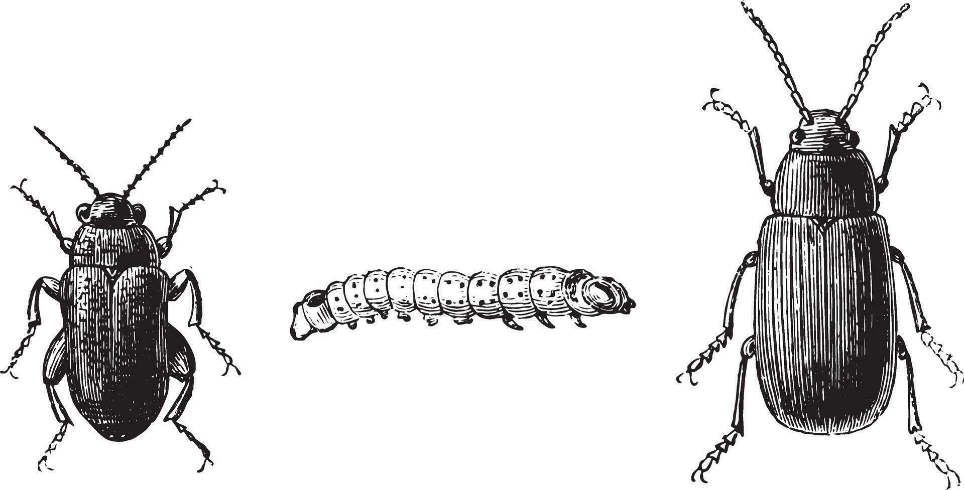 Fig 1,2. Flea beetle with black feet, Fig 3. Cabbage flea beetle, vintage engraving. vector
