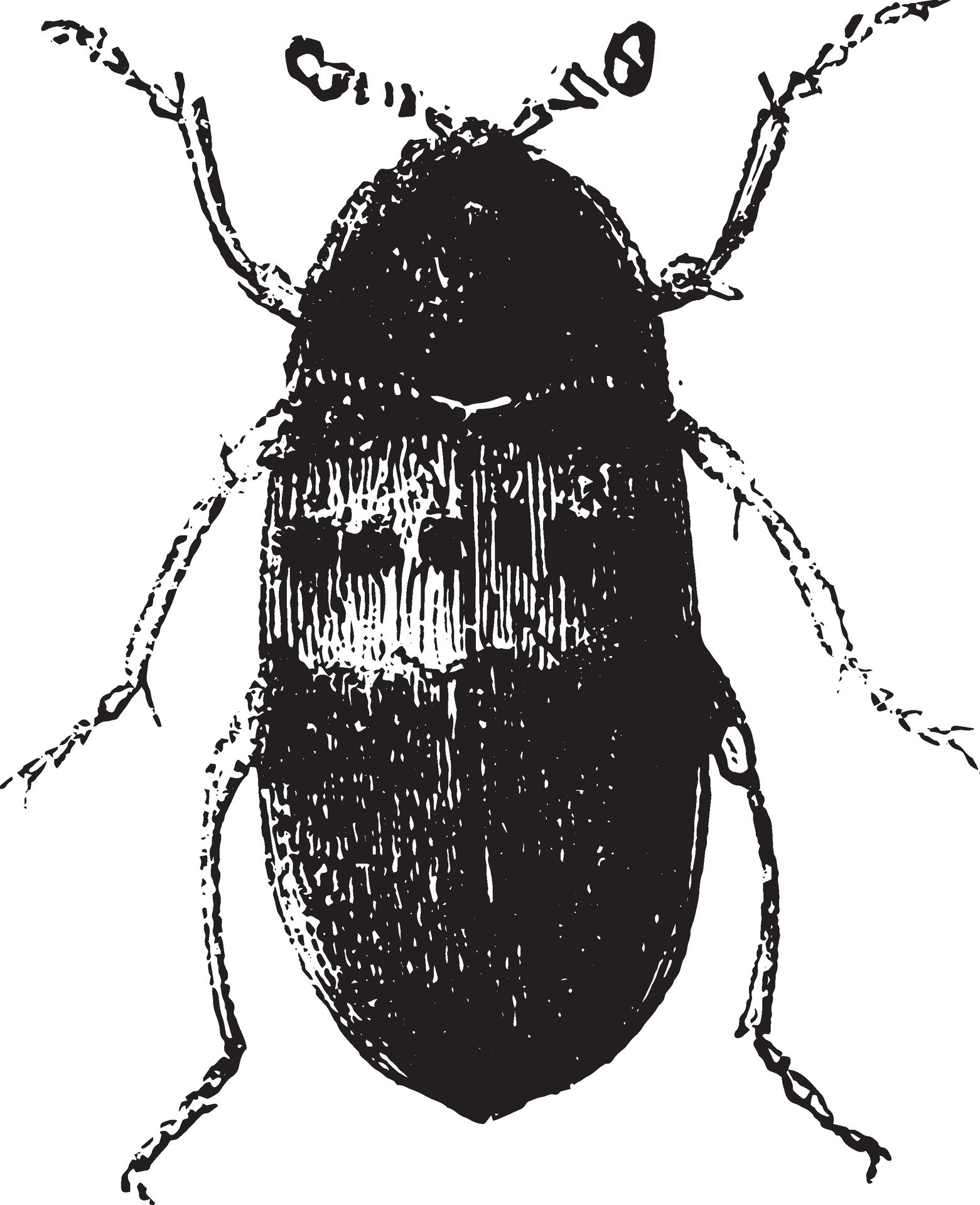Larder beetle, vintage engraving. 35391208 Vector Art at Vecteezy