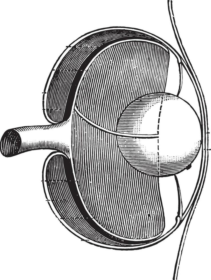 Details of the eye of the fish, vintage engraving. vector