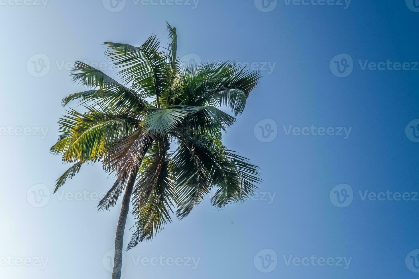 silhouettes of coconut trees palms against the blue sky of India with sunset photo