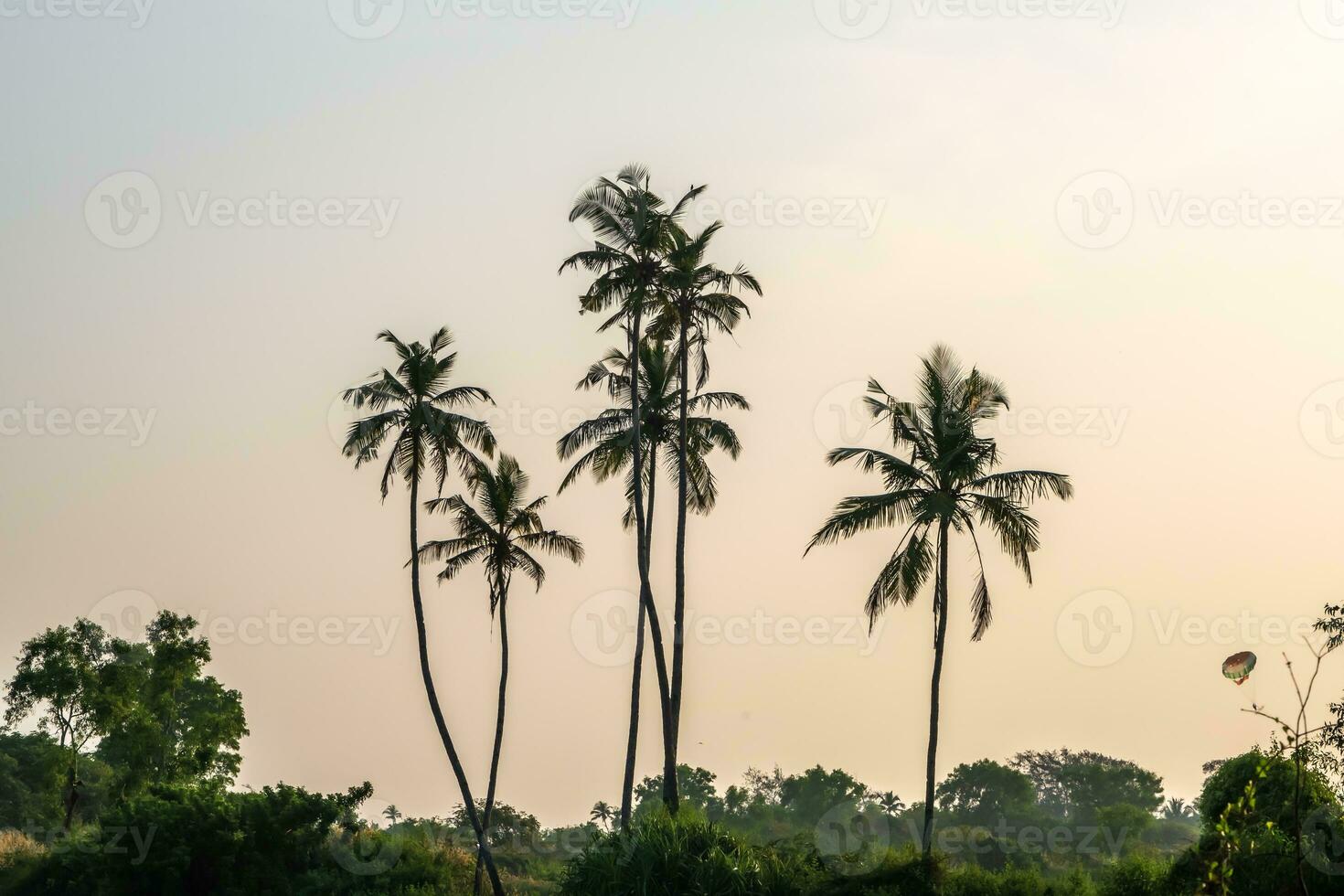 silhouettes of coconut trees palms against the blue sky of India with sunset photo