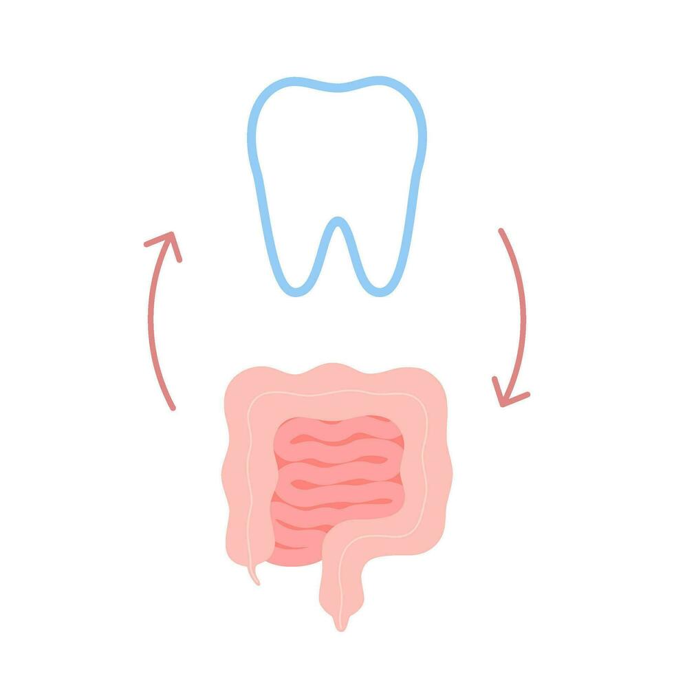 conexión de sano dientes y intestino. relación salud de humano intestino y diente. digestión y masticación unidad. vector ilustración