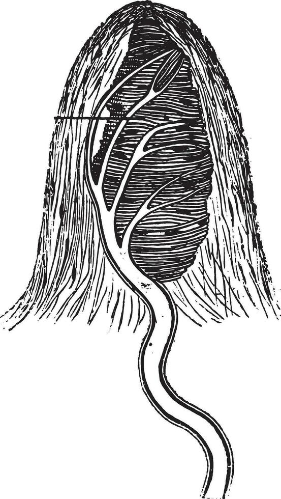 A pupil, tact the body, magnified 400 times, vintage engraving. vector