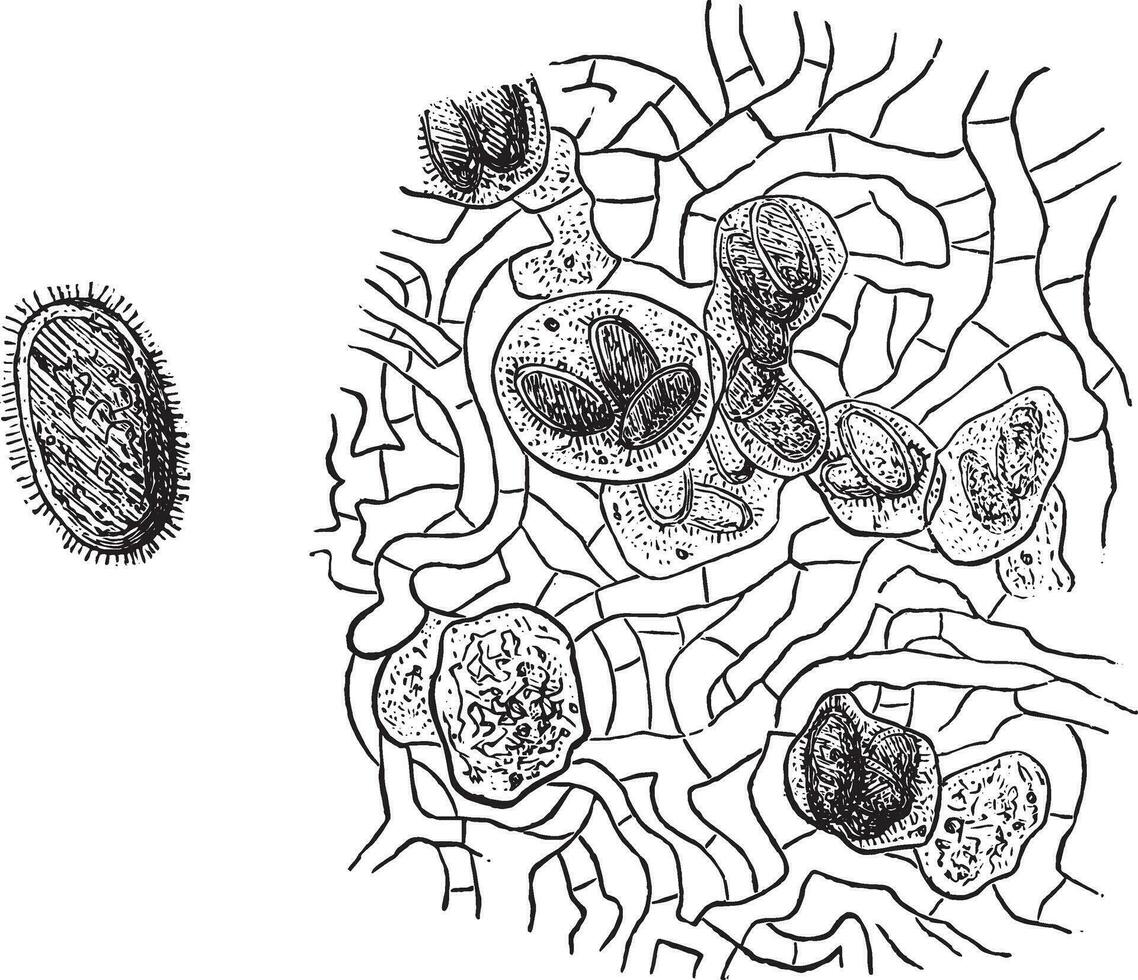 Spore truffle, vintage engraving. vector