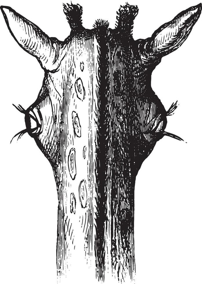 The eyes of the giraffe, vintage engraving. vector