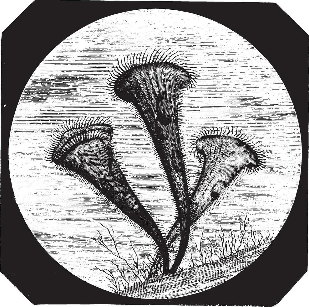 Stentor polymorphus observed in the aquarium, magnified 150 times, vintage engraving. vector