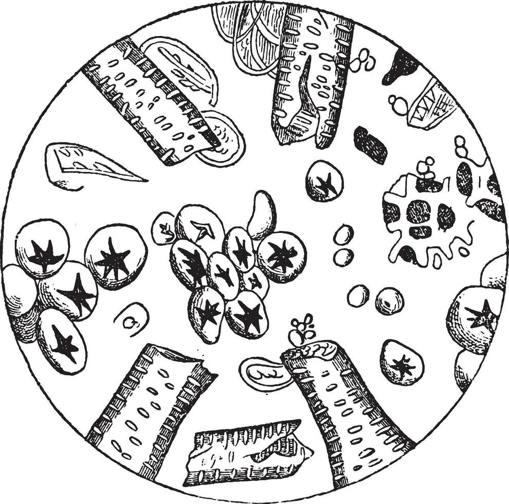 café falsificado, harina de roble bellota, fragmentos de achicoria, Clásico grabado. vector