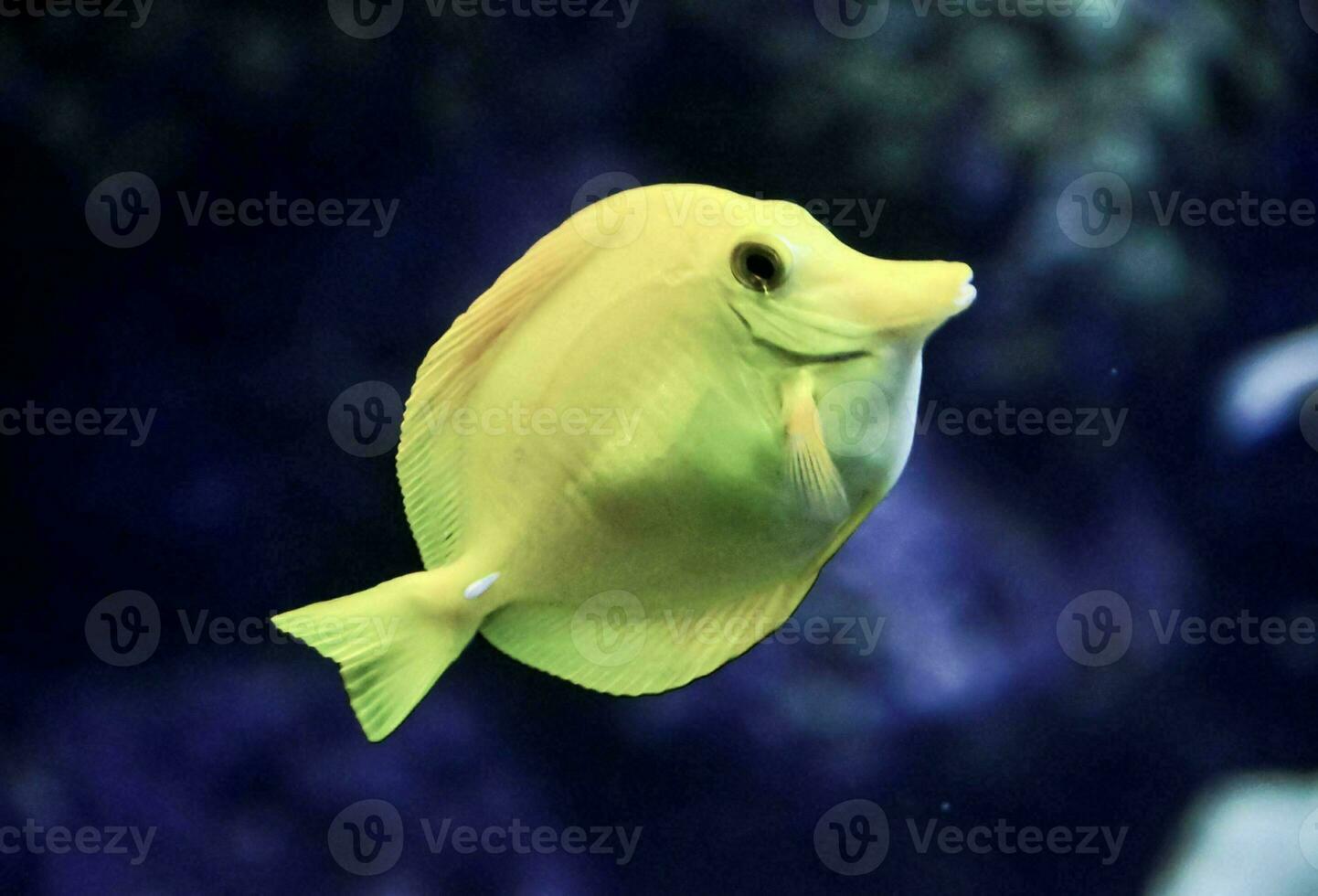 a yellow fish swimming in an aquarium photo