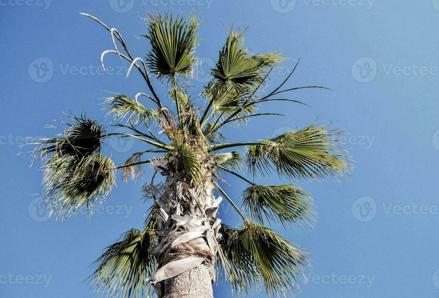 un palma árbol con hojas en contra un azul cielo foto