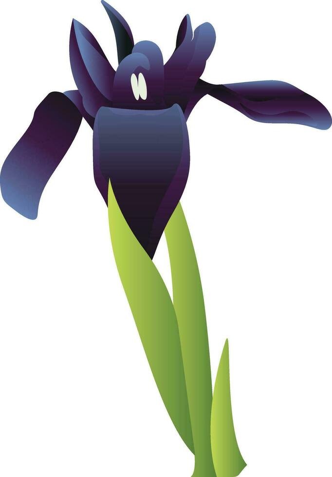 Vector illustration  of blue iris flower with green leafs on white background.