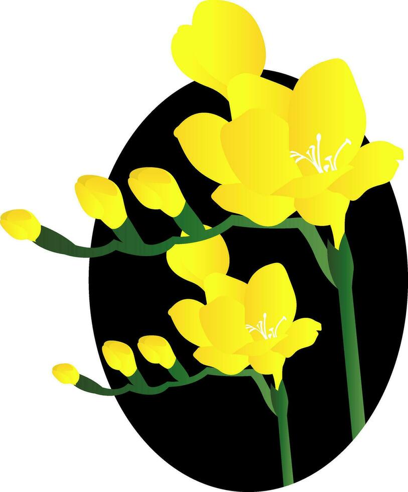 Vector illustration of yellow freesia flowers black circle on white background.