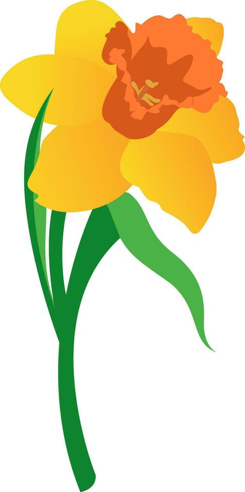 Vector illustration of orange and yellow daffodil flower with grren leafs on white background.