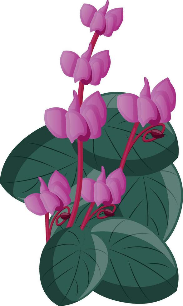 Vector illustration of pink cyclamen flowers with green leafs on white background.