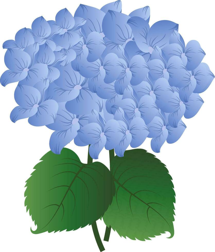 Vector illustration  blue hydrangea flower with green leafs on white background.