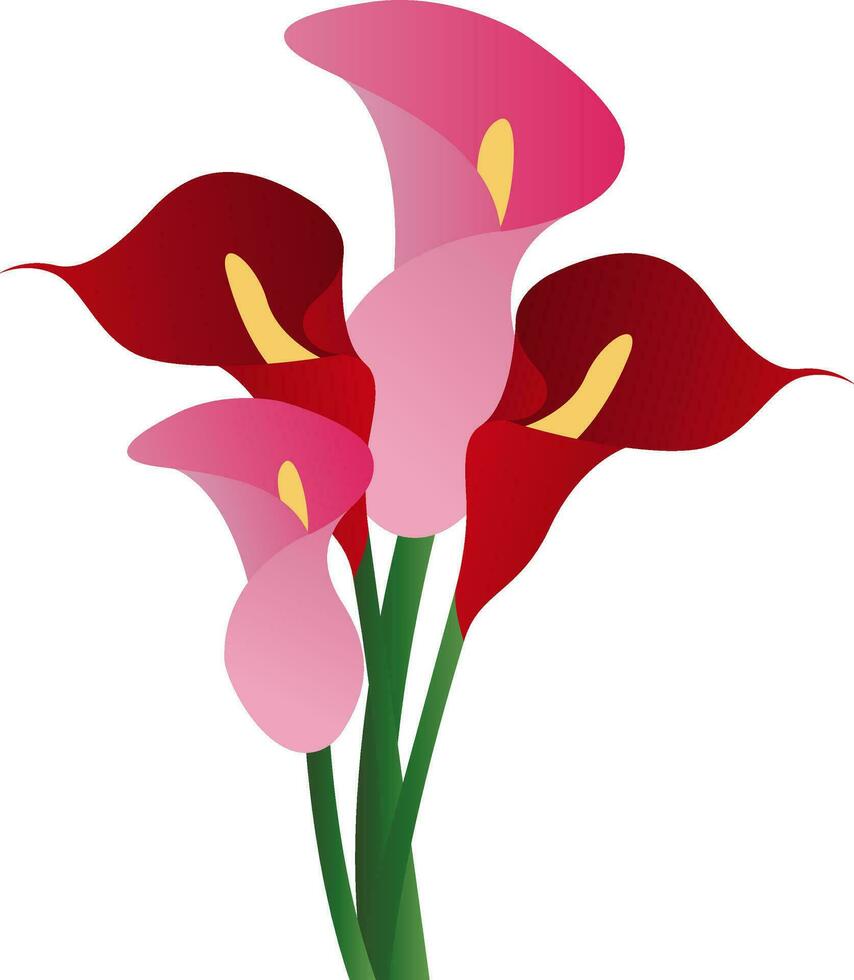 Vector illustration of red and pink calla lily flowers  on white background.