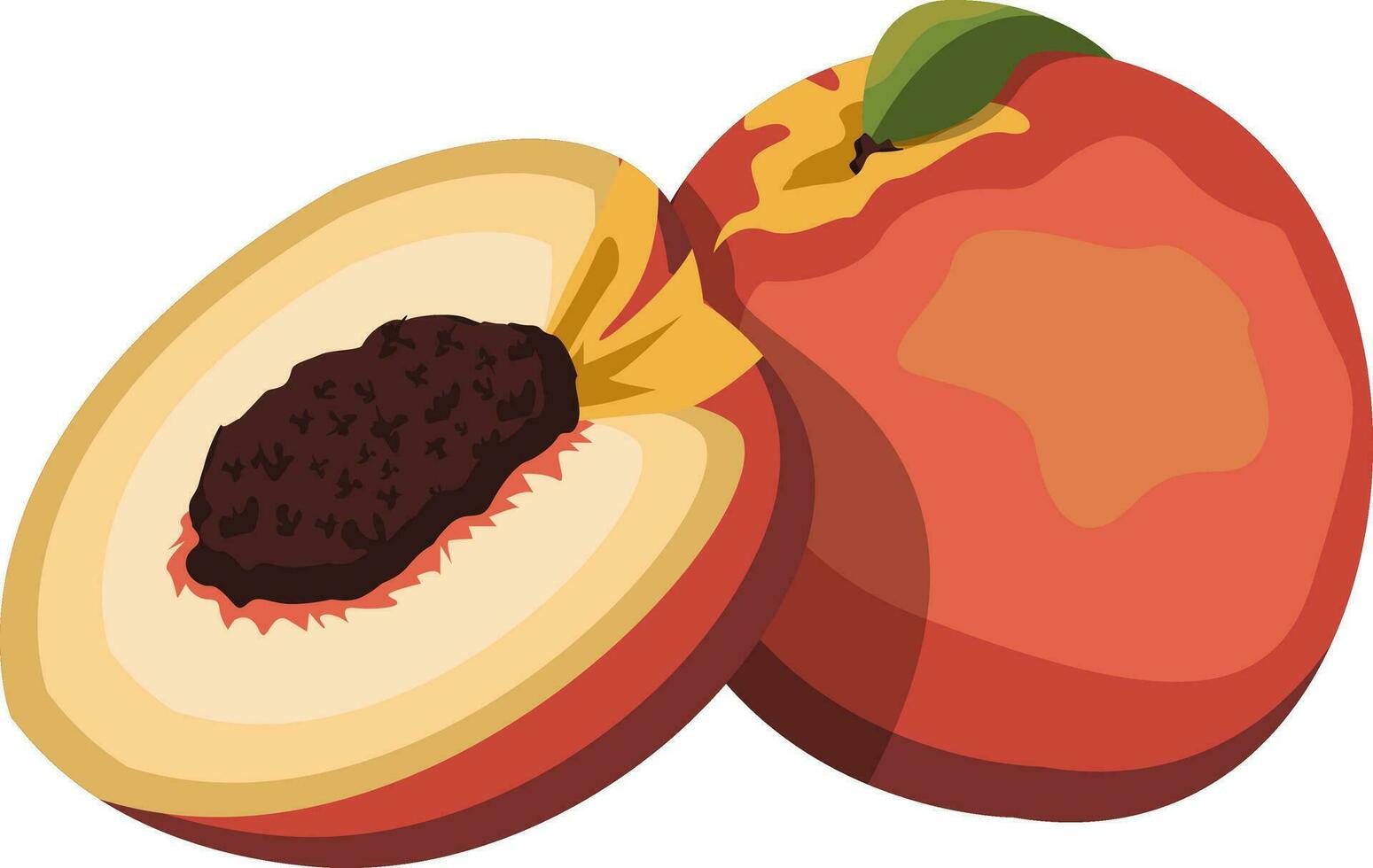 Cartoon of a orange red and yellow nectarine fruit with green leaf half a nectarine with brown seed vector illustration on white background.