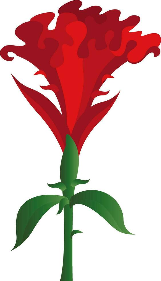 vector ilustración de rojo cresta de gallo flor en blanco antecedentes.