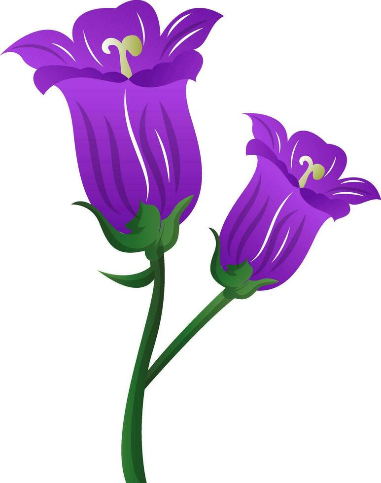 Vector illustration purple campanula  flowers  on white background.