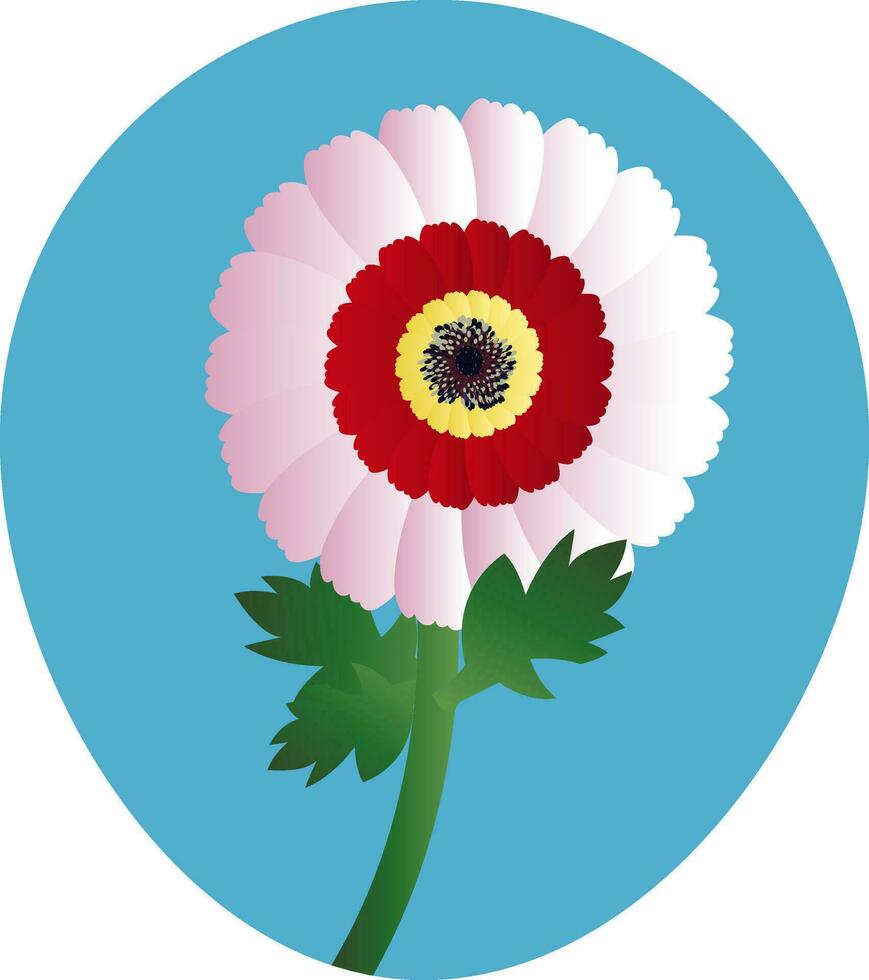 Vector illustration of white red and yellow chrysanthemum flower   on white background.