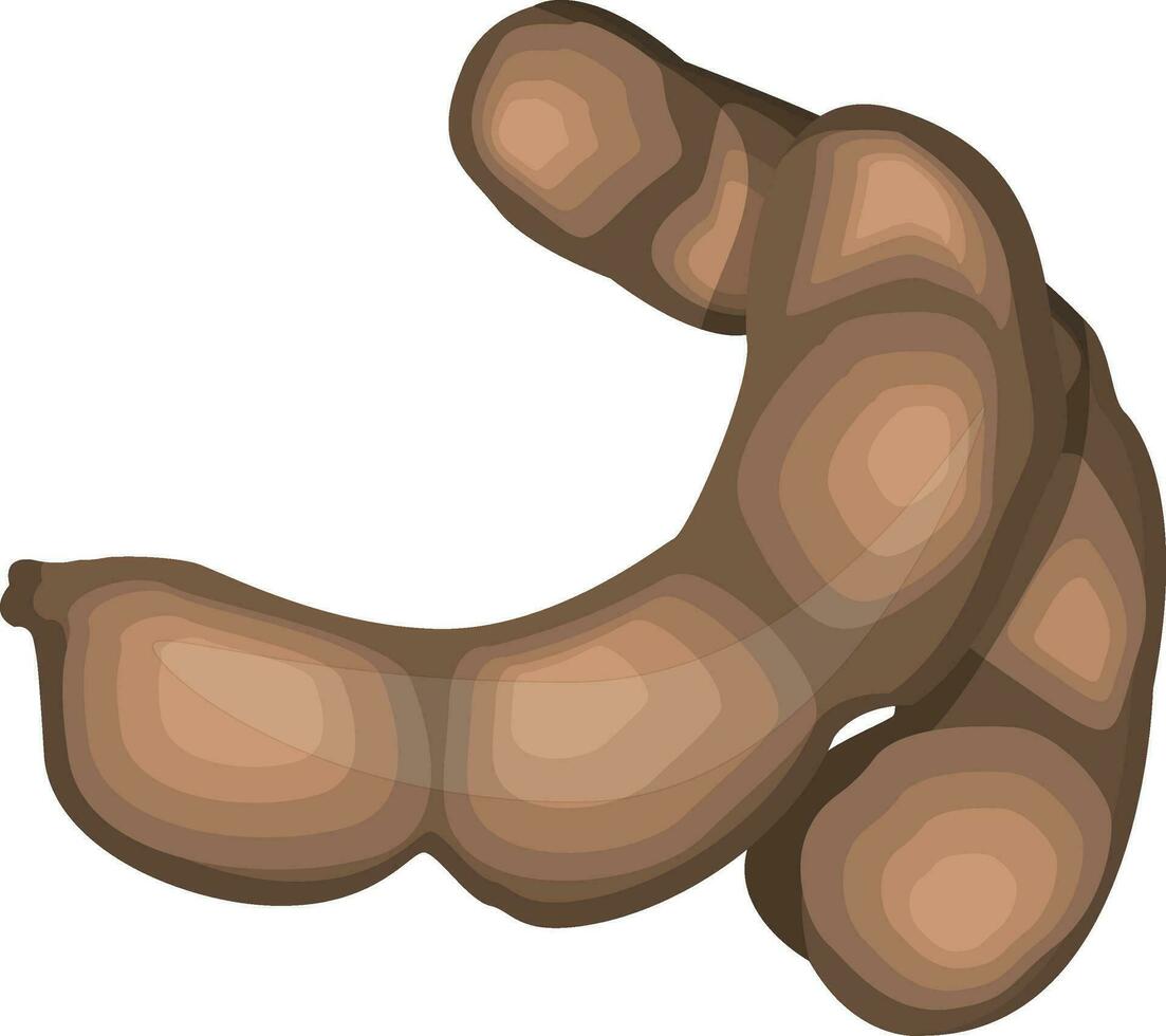 Brown tamarind fruit vector illustration on white background.