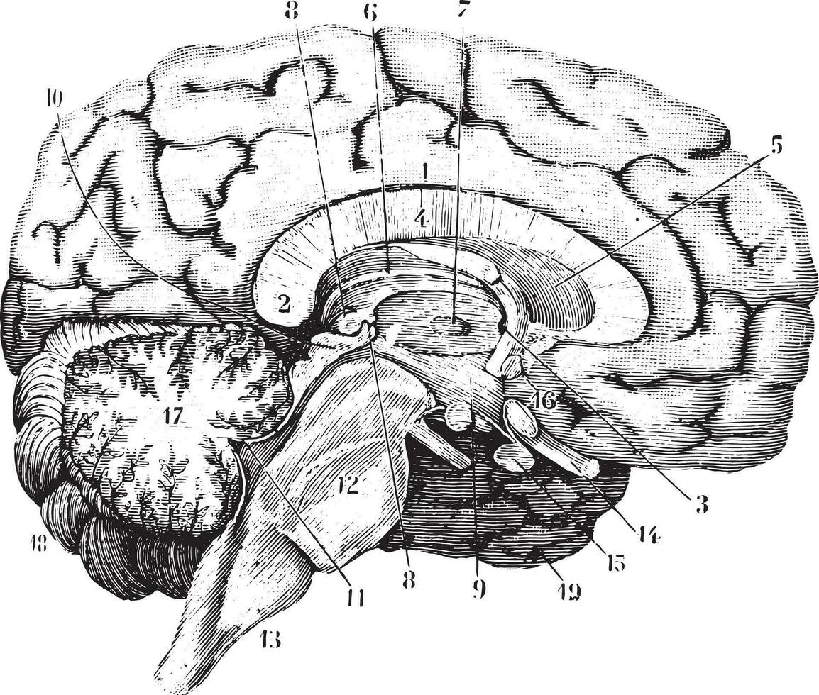Middle and anterior-posterior section of the brain, vintage engr vector