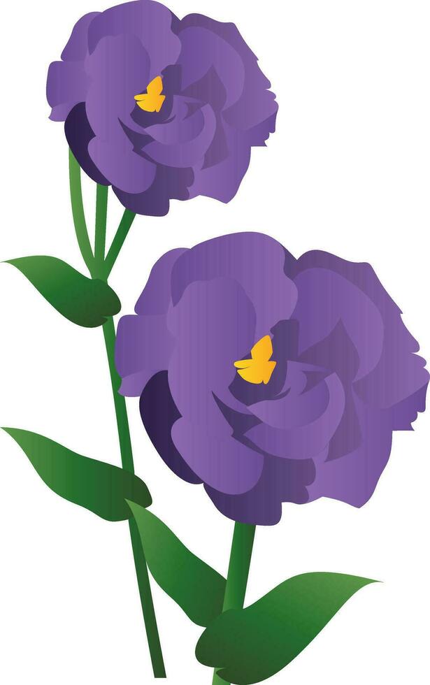Vector illustration of purple lisianthus flowers with green leafs  on white background.