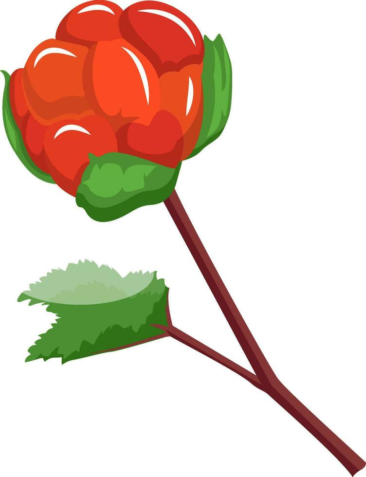 Red cloudberry on a branch with green leafs cartoon fruit vector illustration on white background.