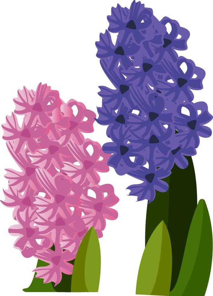 Vector illustration of pink and blue hyacinth flowers with green leafs on white background.