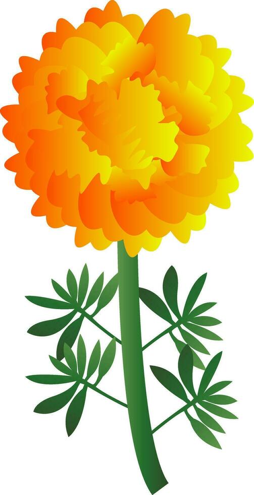 Vector illustration of bright yellow marigold flower with green leafs on white background.