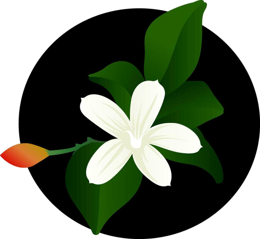 Vector illustration of white jasmine flower with orange bud and  green leafs on white background.