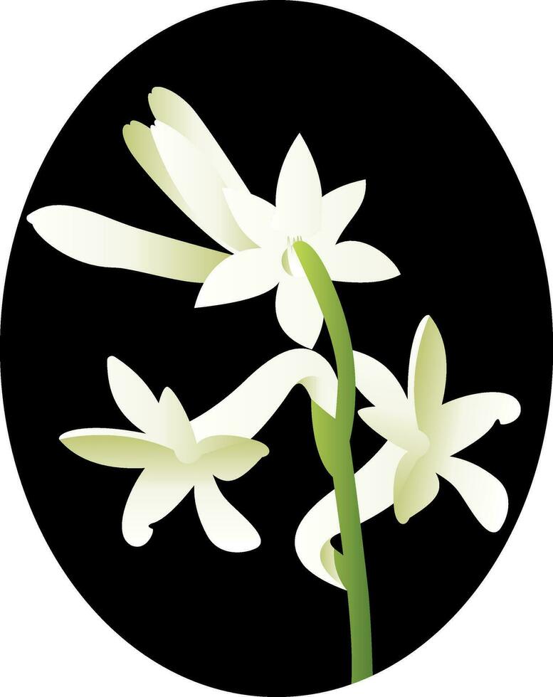 Vector illustration of white tuberose flower in blsck circle on white background.