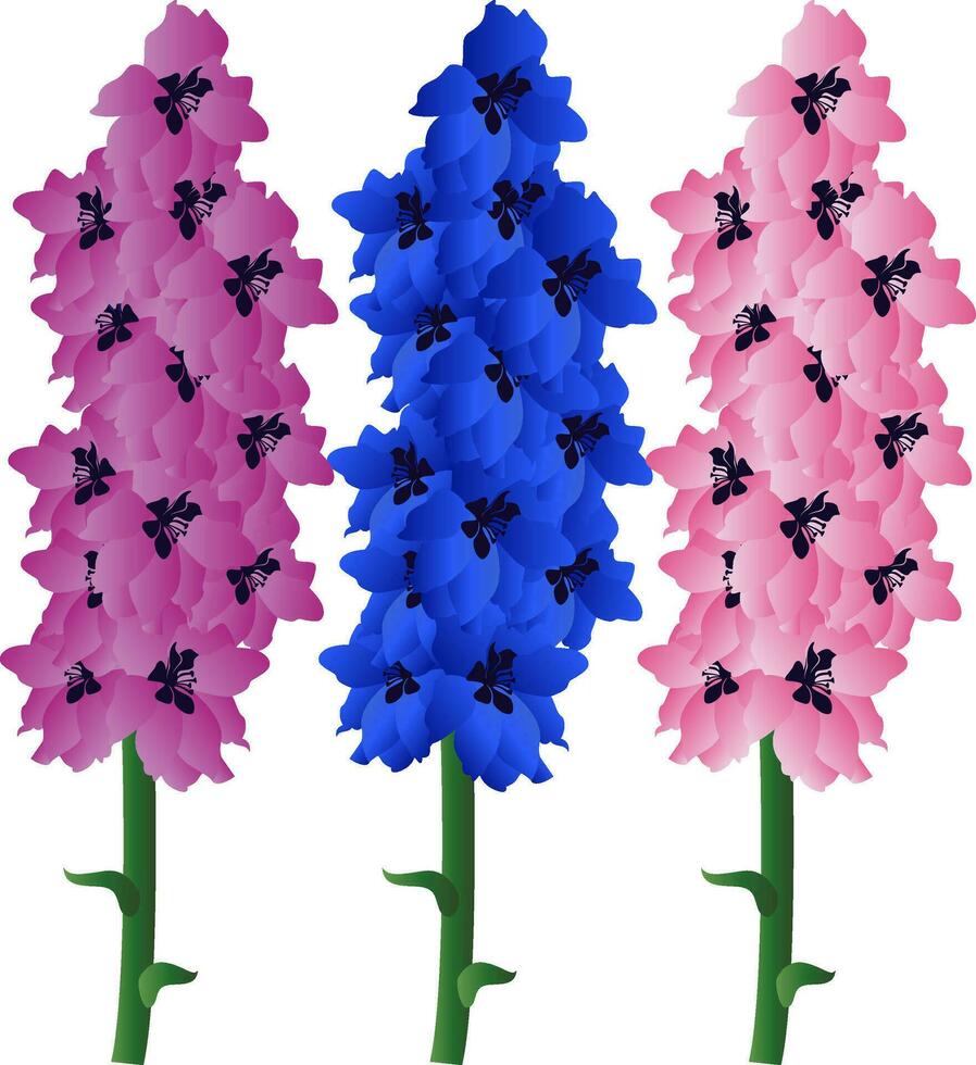 Vector illustration of violet blue and pink delphinium  flowers with green leafs on white background.