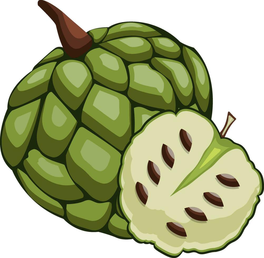 Green cherimoya cut in half cartoon fruit vector illustration on white background.
