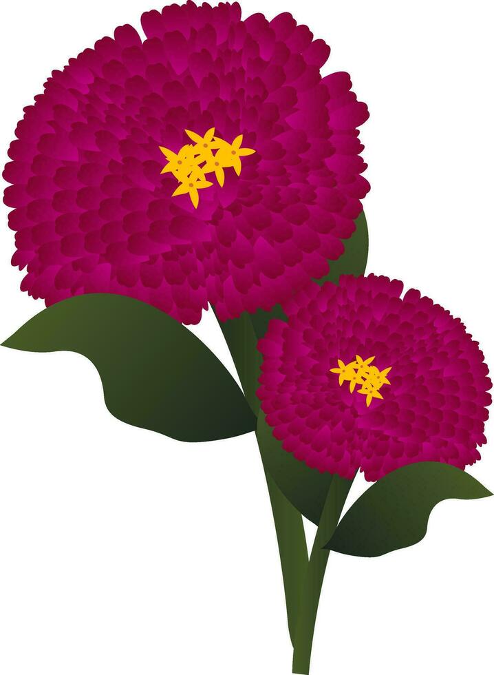 Vector illustration of bright pink zinnia flowers  with green leafs on white background.