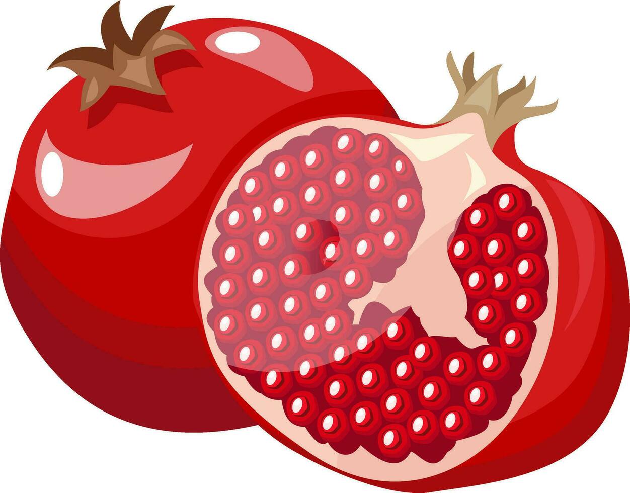 Vector illustration of a bright red pomegranate fruit half a pomegranat with red seeds white background.