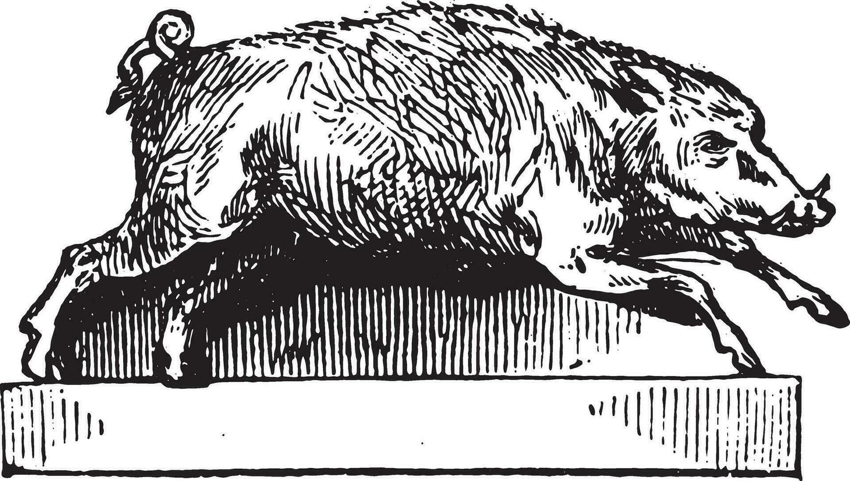 Boar, vintage engraving. vector