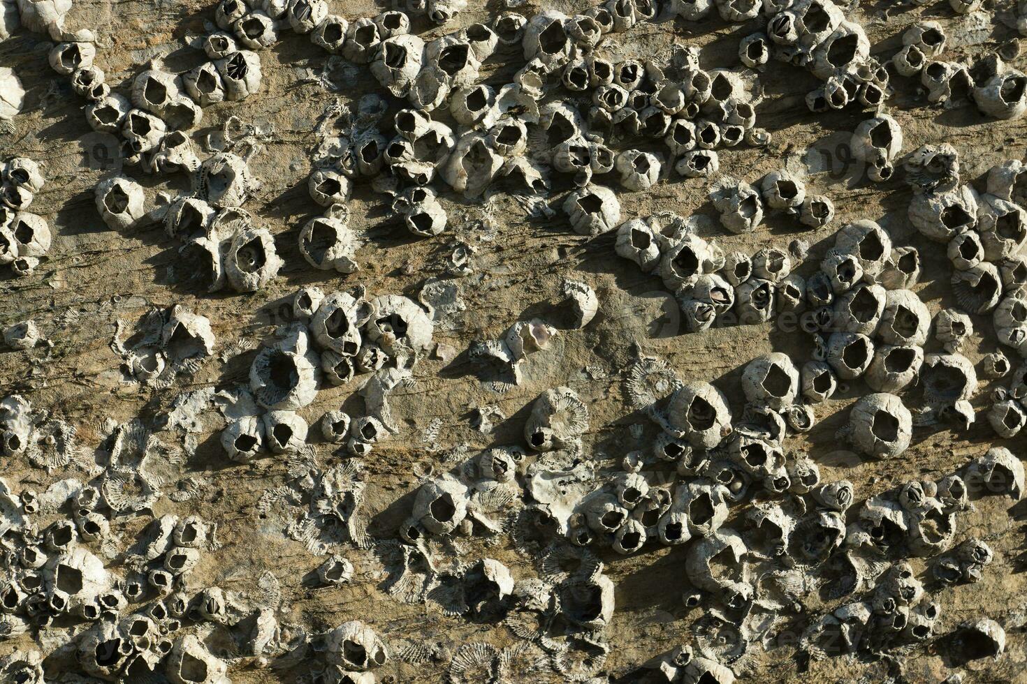 Barnacles on Rock. 35394139 Stock Photo at Vecteezy Biology Diagrams