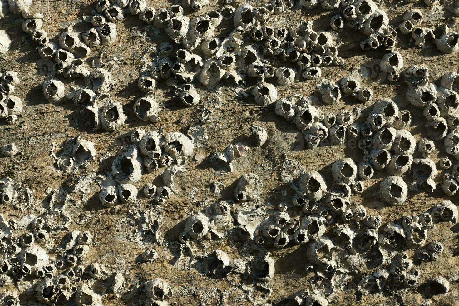 Barnacles on Rock. photo